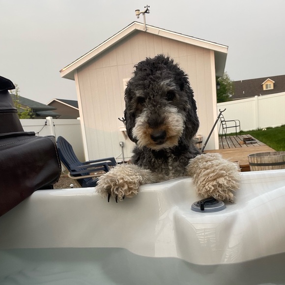 Meet your Posher, Ty - Picture 1 of 1